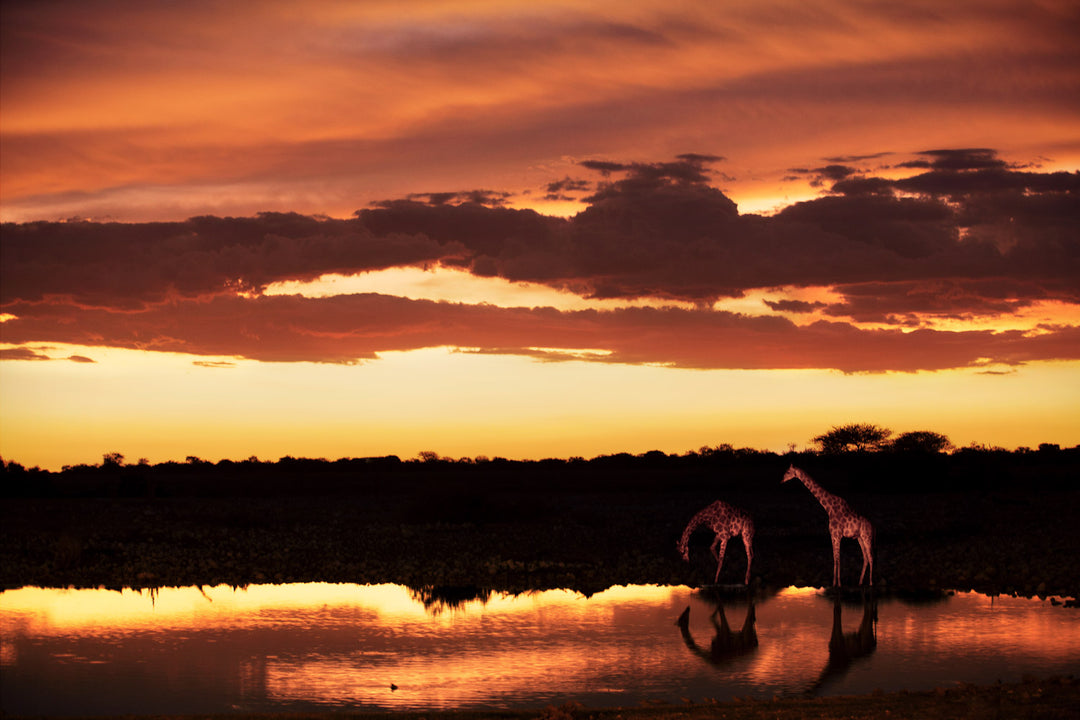 A photograph depicting two giraffes at a watering hole during sunset, with a reflection in the water.