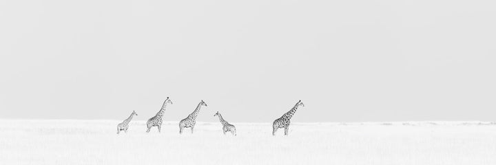 Dynasty - Limited Edition Photograph