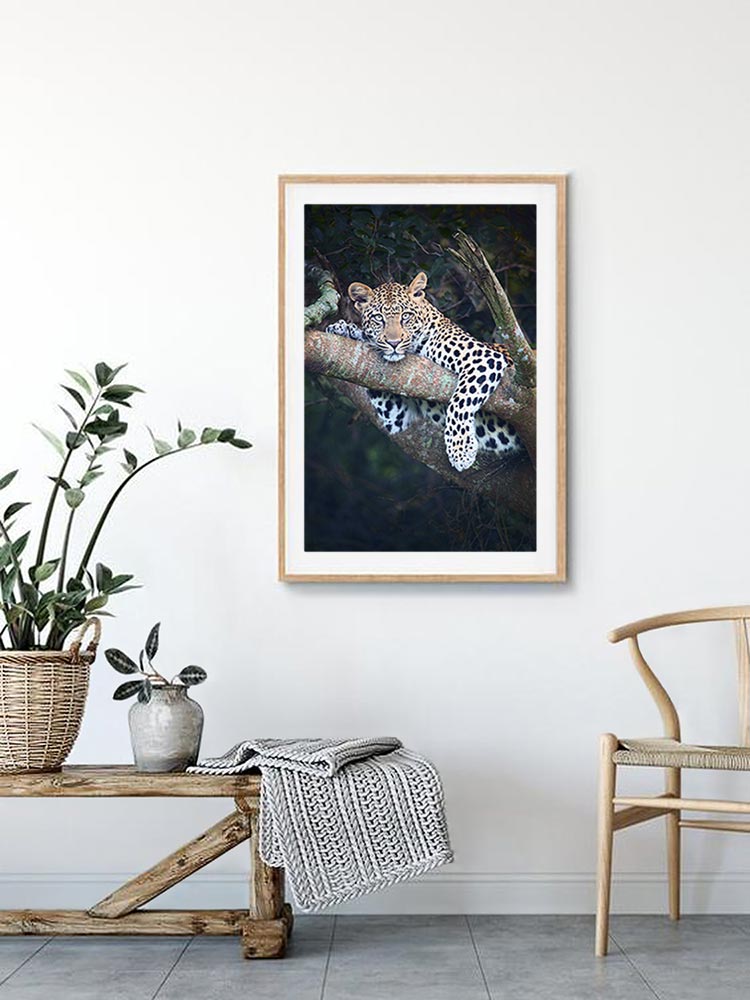 First Leopard Sighting (Colour) - One of a Kind