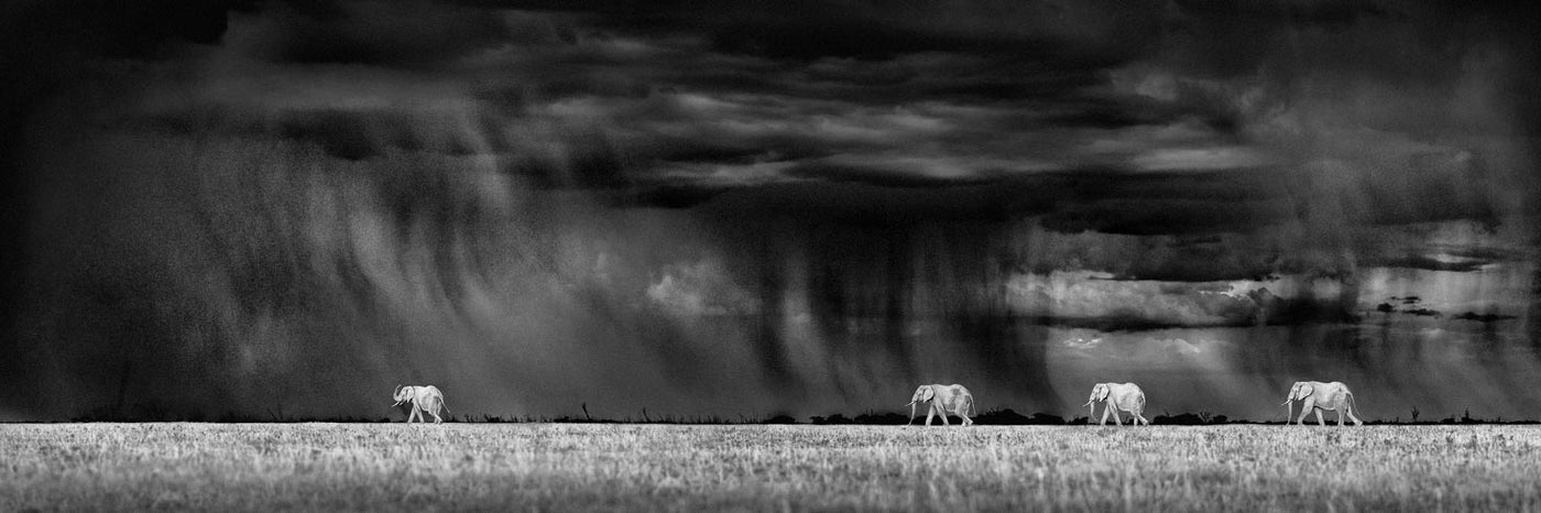 Rabinowitz Photography Limited Edition Photographs X Adam Rabinowitz