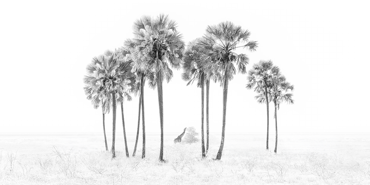 The Oasis - Limited Edition Photograph