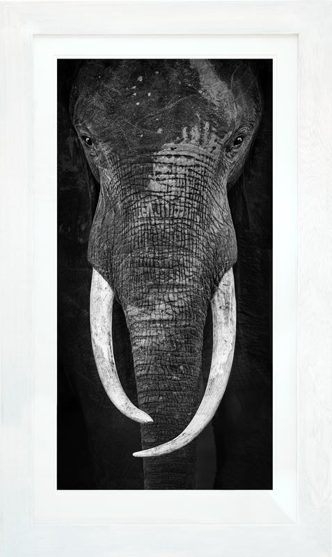 Wayne's Elephant - Limited Edition Photograph