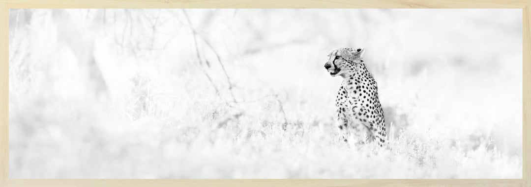 Black and white image of a cheetah sitting in the grass, looking out into the distance.