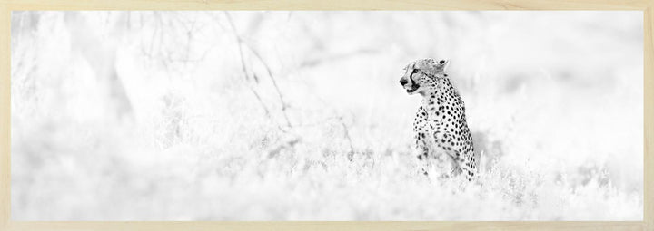 Black and white image of a cheetah sitting in the grass, looking out into the distance.