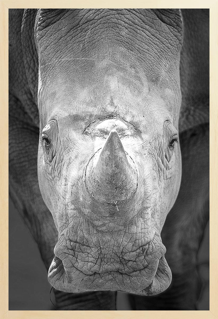 Baby Rhino - One of a Kind