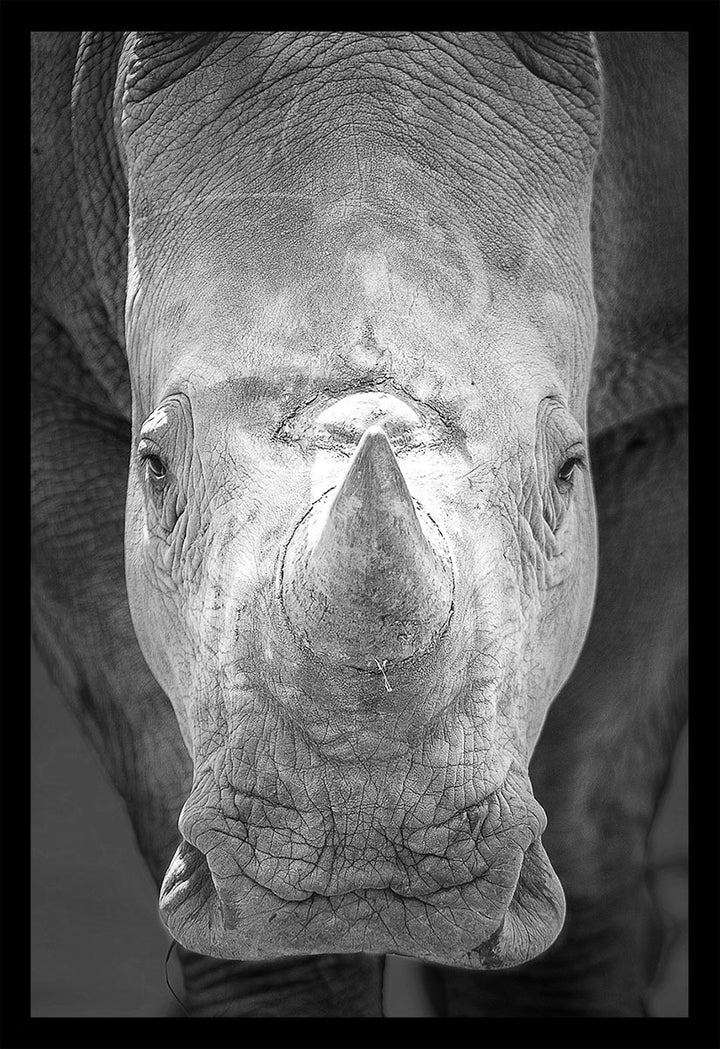 Baby Rhino - Limited Edition Photograph