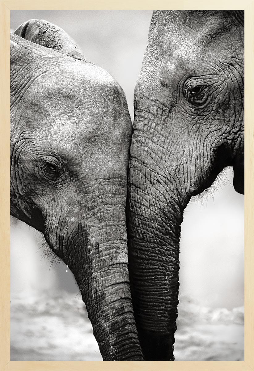 A black and white photograph of two elephants touching their trunks together.