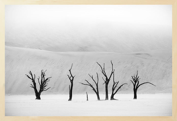 Contrast in the Morning Mist - One of a Kind