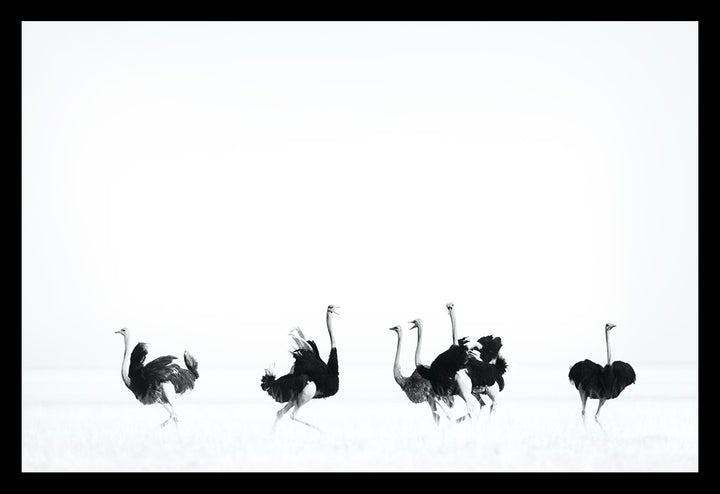 Dancing Ostriches - Limited Edition Photograph