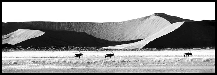 Desert Wanderers - Limited Edition Photograph