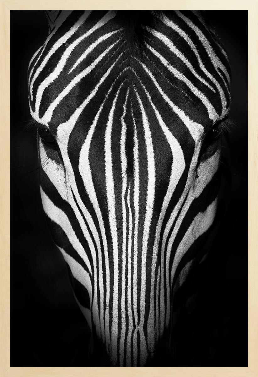 A black and white photograph of a zebra's head filling the frame.