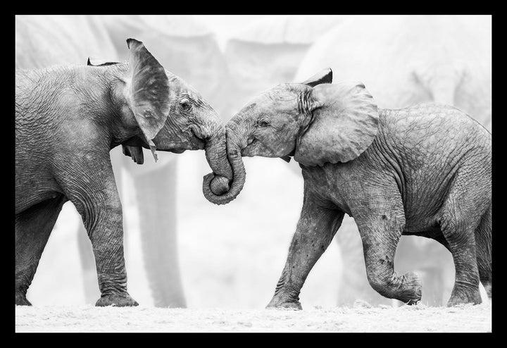 Elephant Friends - Limited Edition Photograph