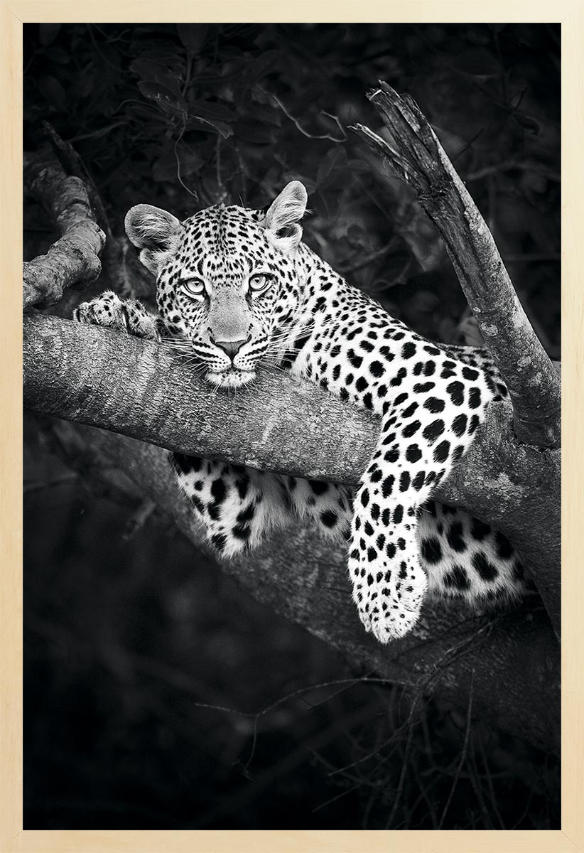 Black and white photograph of a leopard resting on a tree branch, looking towards the camera.