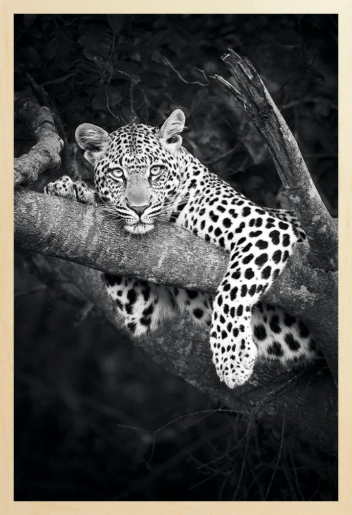Black and white photograph of a leopard resting on a tree branch, looking towards the camera.