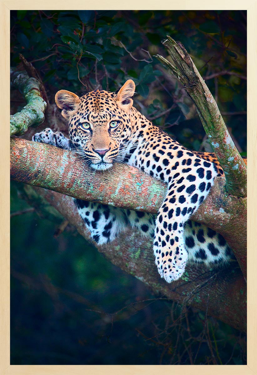 A color photograph of a leopard resting on a tree branch, with a predominantly earthy and natural color palette.