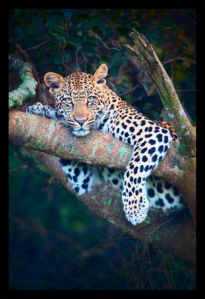 First Leopard Sighting (Colour) - Limited Edition Photograph