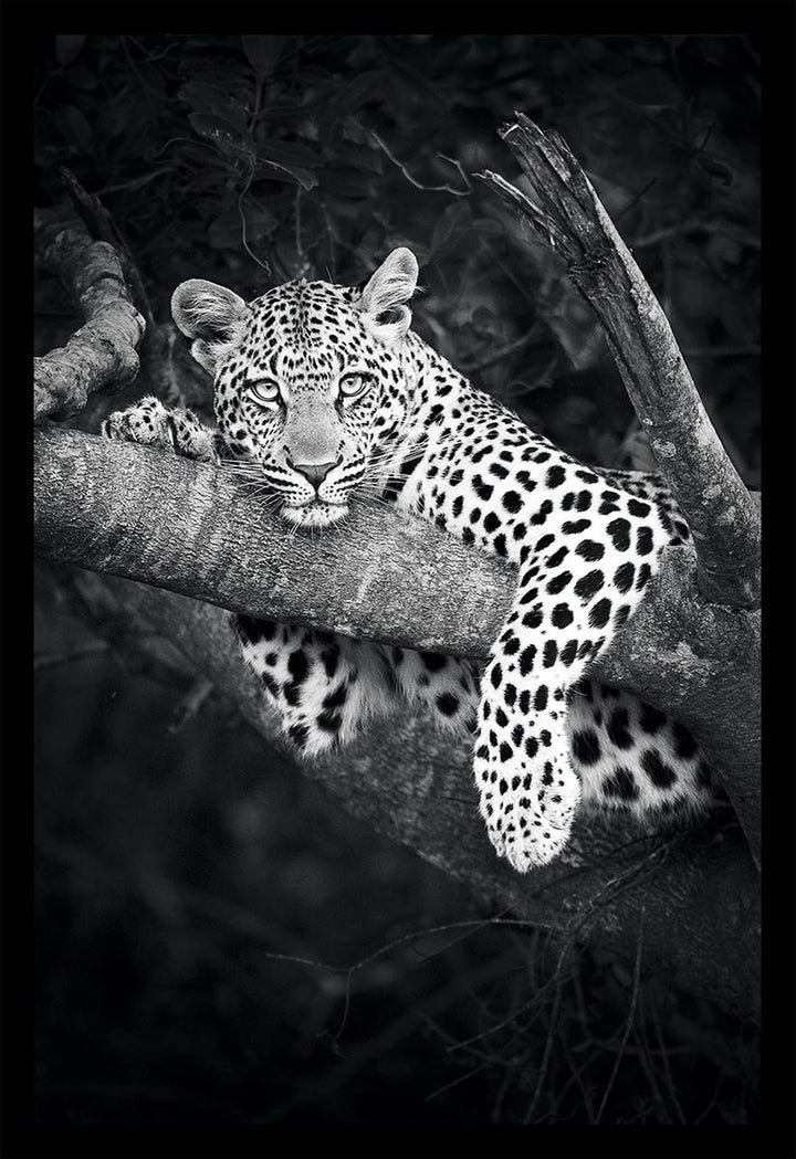 First Leopard Sighting (B&W) - Limited Edition Photograph