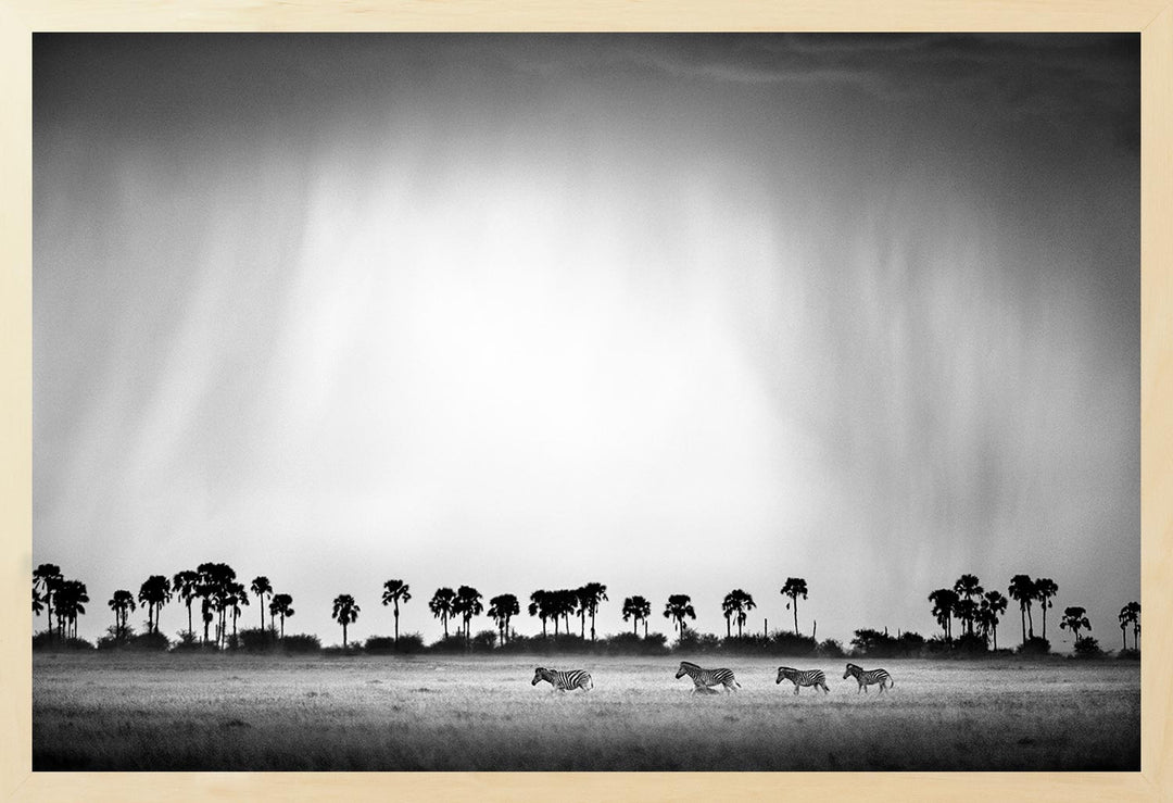 Black and white photograph of zebras in an open grassland with palm trees in the background, representing the Makgadikadi zebra migration.