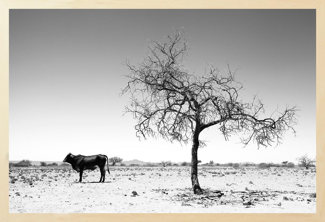 A black and white photograph of a lone bull in a barren landscape with a tree in the foreground.