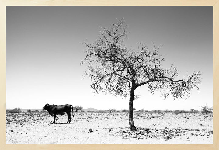 A black and white photograph of a lone bull in a barren landscape with a tree in the foreground.