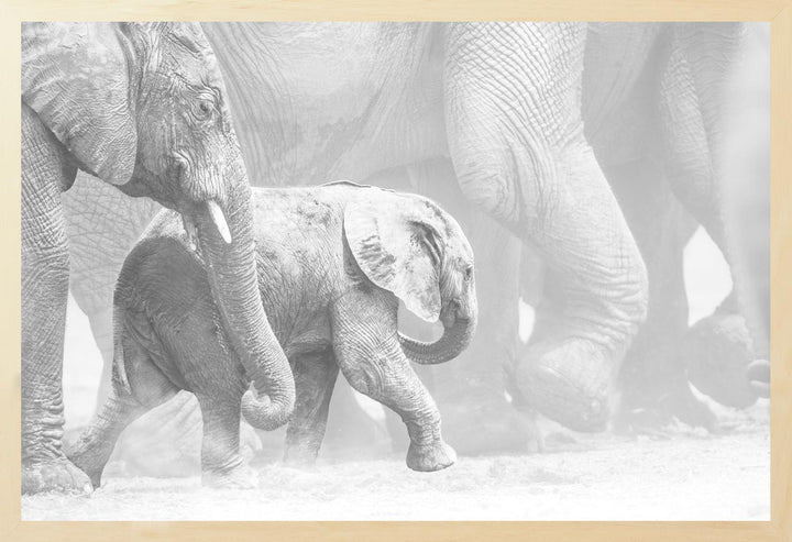 Black and white photograph of elephants, including a calf, in a natural setting.