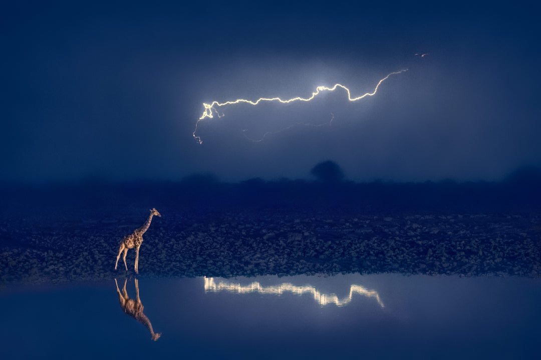 A photograph featuring a giraffe in a night setting with a striking lightning bolt in the background, reflecting in water.