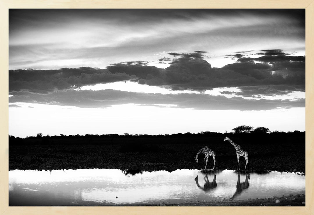 Black and white photograph of two giraffes at a watering hole, with a sunset in the background.