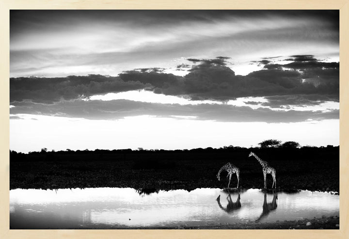 Black and white photograph of two giraffes at a watering hole, with a sunset in the background.