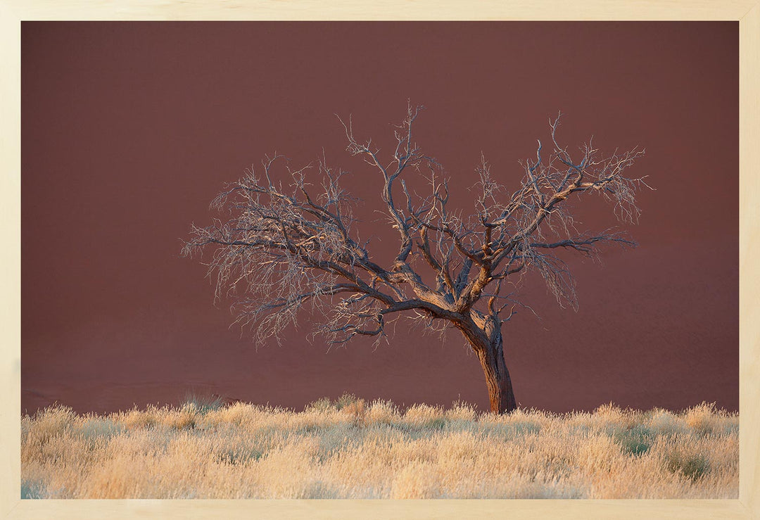 A photograph depicting a lone treein the shadow of a red dune in Namibia at sunrise.