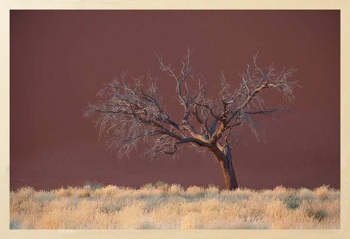 A photograph depicting a lone treein the shadow of a red dune in Namibia at sunrise.