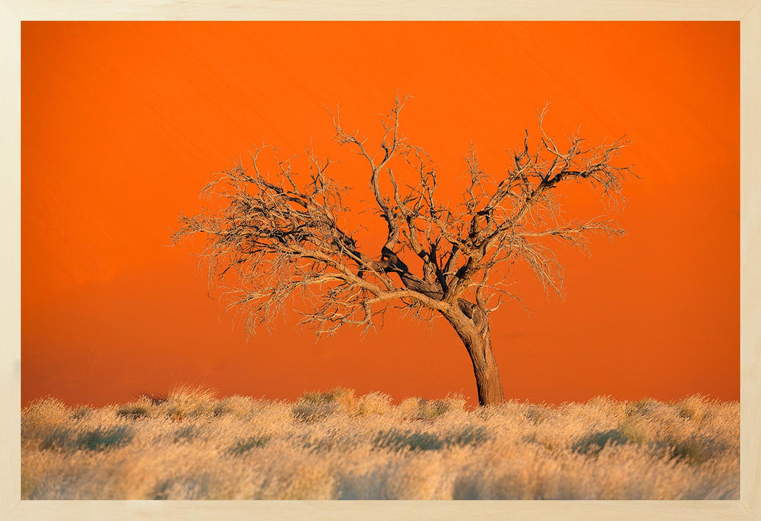 An isolated dry tree in the foreground, against the backdrop of a red desert dune illuminated by the sunset and glowing orange.