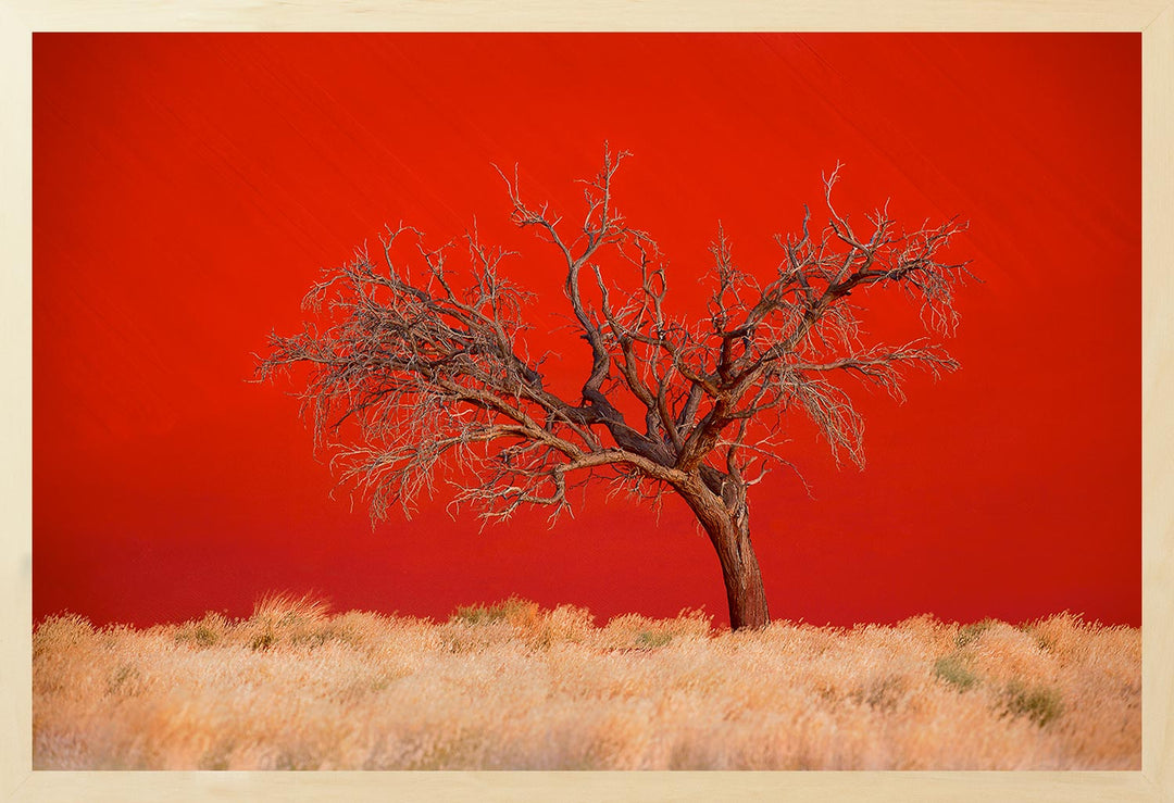 A photograph featuring a tree against a red sand dune at twilight.