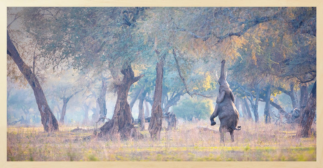 This image features a photograph titled "Mana in Watercolour". The artwork depicts a serene forest scene with a prominent tree in the center, surrounded by a lush array of foliage and an elephant reaching up into the tree.