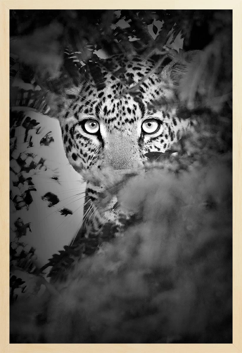 Black and white photograph of a leopard's face partially concealed by foliage, emphasizing its piercing gaze and expressive eyes.