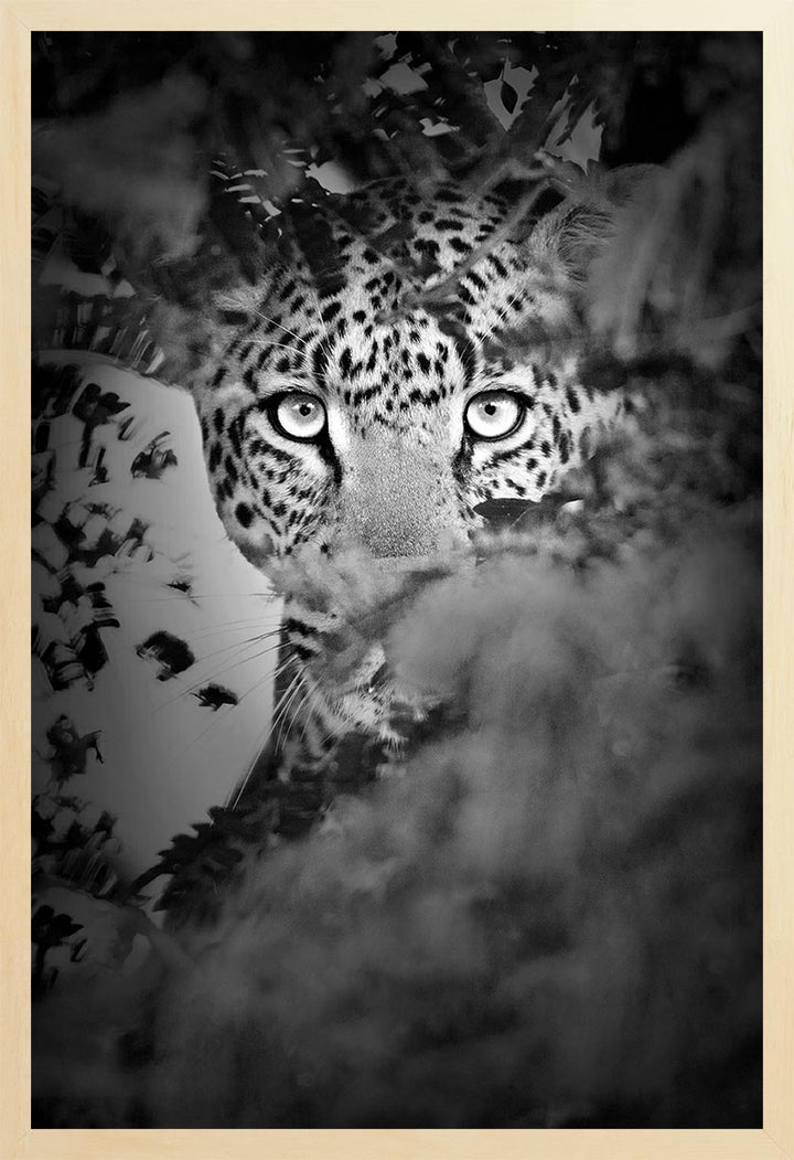 Black and white photograph of a leopard's face partially concealed by foliage, emphasizing its piercing gaze and expressive eyes.