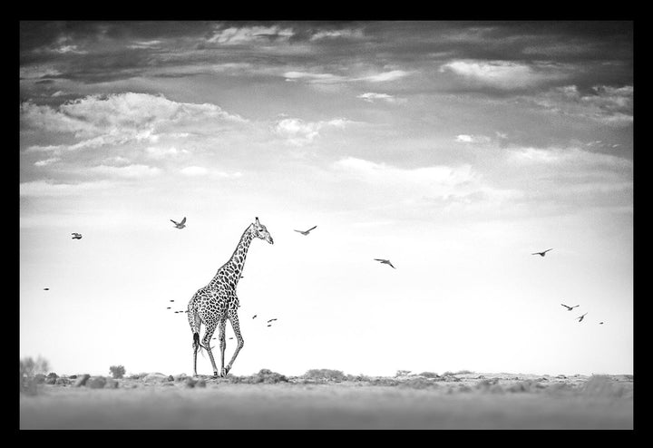 Black and white photograph of a giraffe in an open landscape with birds in the sky.