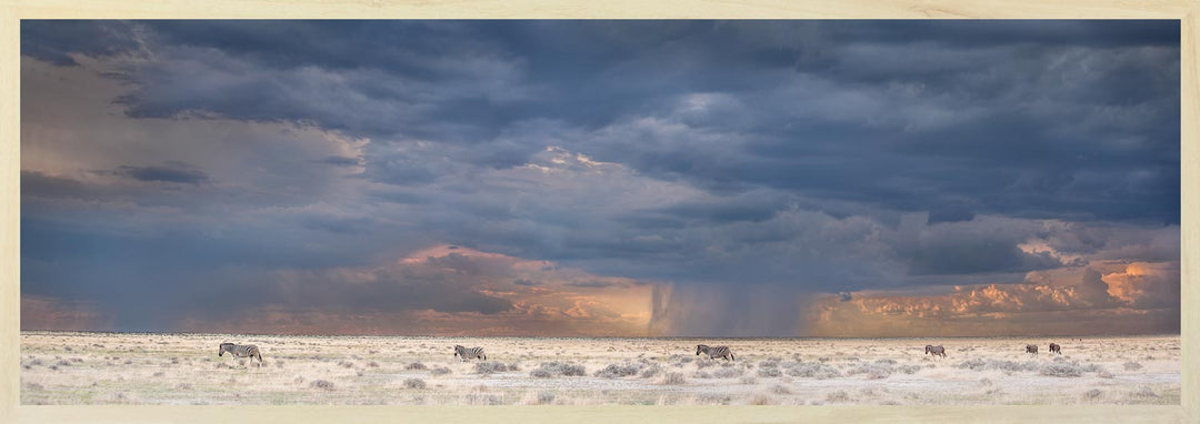 A panoramic photograph depicting a landscape scene with zebras and springboks on a dry plain, with a dramatic stormy sky overhead and the sun setting in the background.