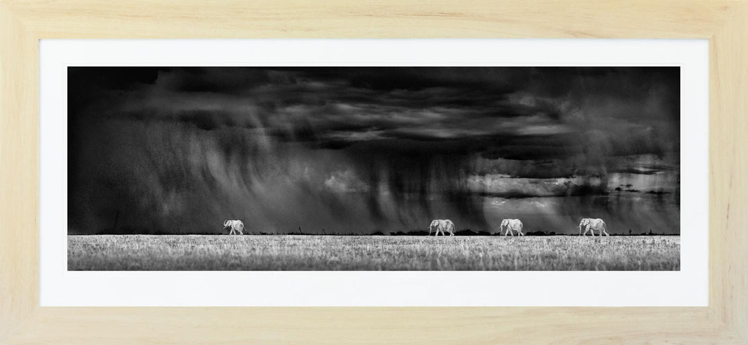 Nxai Pan Downpour - Limited Edition Photograph