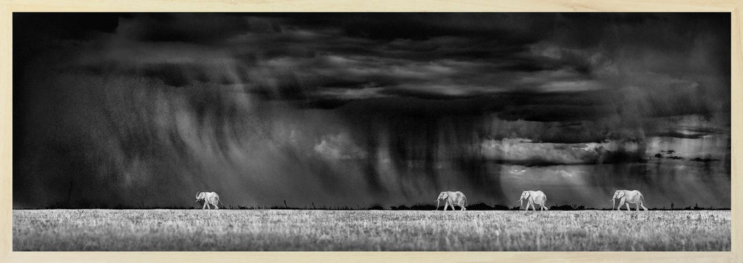 Black and white photograph of elephants in Botswana's salt pans with a dramatic stormy sky in the background.