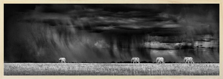Black and white photograph of elephants in Botswana's salt pans with a dramatic stormy sky in the background.