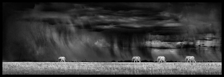 Nxai Pan Downpour - Limited Edition Photograph