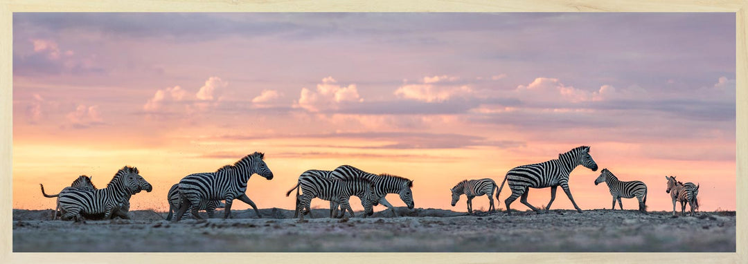 A panoramic photograph of zebras in a wildlife setting with a sunrise in the background, creating a warm hue over the entire scene.