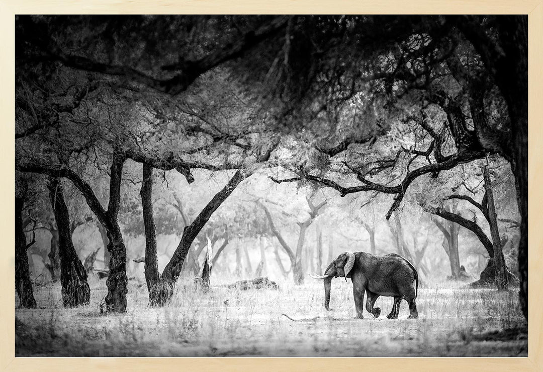 A black and white photograph of an elephant in a forest clearing with trees in the background.