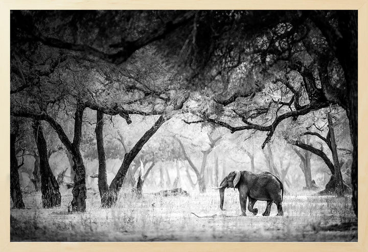 A black and white photograph of an elephant in a forest clearing with trees in the background.