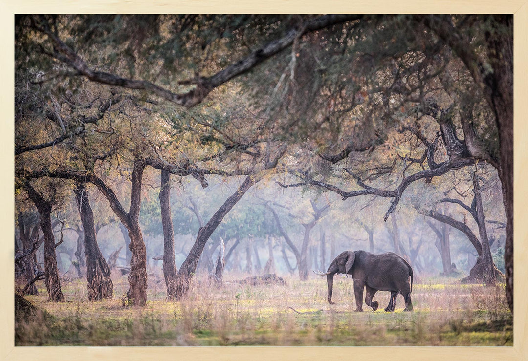 A photographic print featuring an elephant in a natural setting with trees and mist.