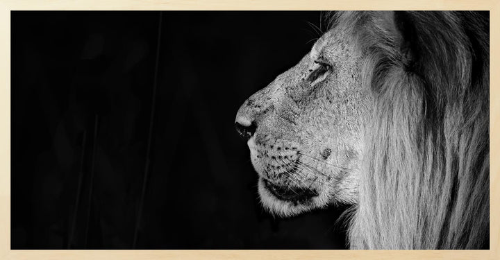 Black and white photograph of a lion's profile with a dark background, emphasizing the animal's features and expression.