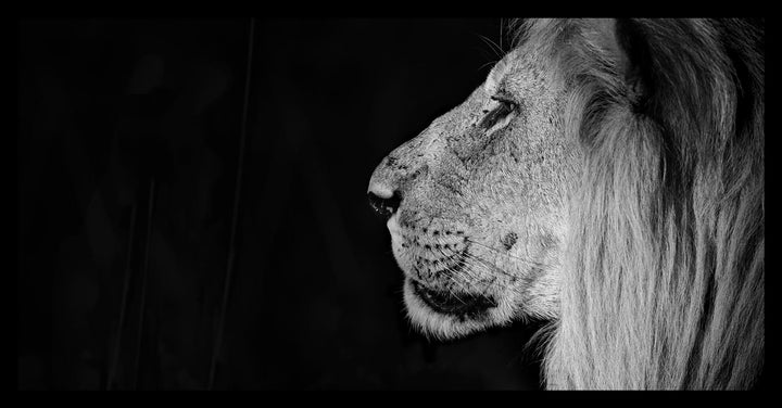 Savuti Lion - Limited Edition Photograph