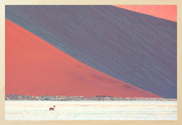 A landscape photograph featuring a sand dune with a side lit up in pink hue and the opposite side in dark blue, alongside a springbok in the foreground.