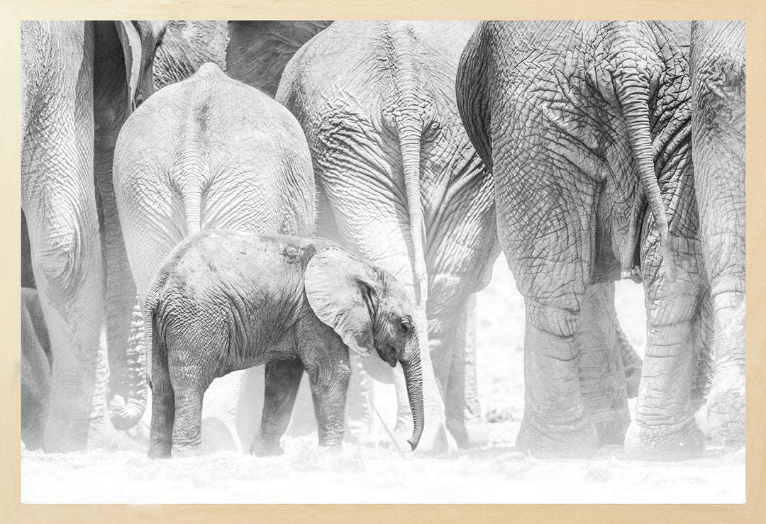 Black and white photograph of an elephant calf standing still as the rest of the herd moves on without it, creating dust in the air.