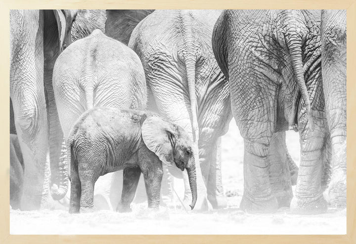 Black and white photograph of an elephant calf standing still as the rest of the herd moves on without it, creating dust in the air.